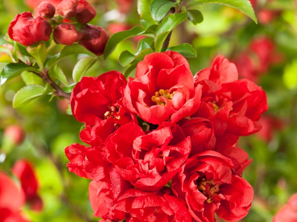 Svarainis japoninis ,Red Joy' (lot. Chaenomeles japonica) Svarainis japoninis ,Red Joy' (lot. Chaenomeles japonica)